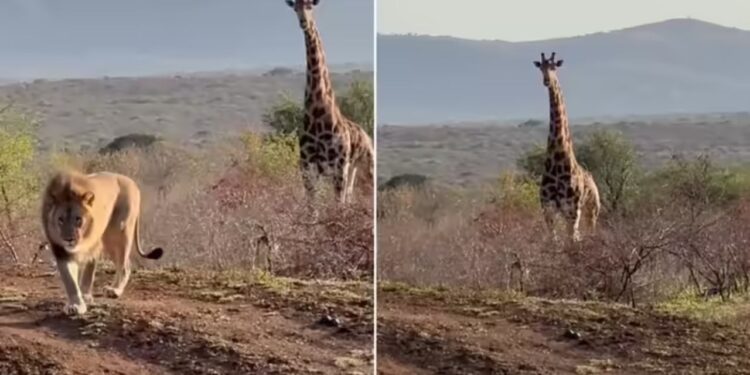 Viral Video: जंगल में दिखी जीवन की रेस, जिराफ पर झपट्टा शेर…उधर पलटा पूरा गेम