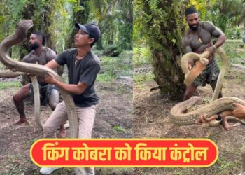 Viral Video: इसे कहते हैं हिम्मत! बंदों ने किंग कोबरा को यूं किया कंट्रोल, देख उड़ जाएंगे होश