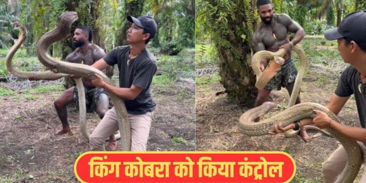 Viral Video: इसे कहते हैं हिम्मत! बंदों ने किंग कोबरा को यूं किया कंट्रोल, देख उड़ जाएंगे होश