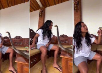 Viral Video: शख्स ने किंग कोबरा से मिलाई आंखें, फिर सहलाया फन; वीडियो देख लोगों के उड़े होश!