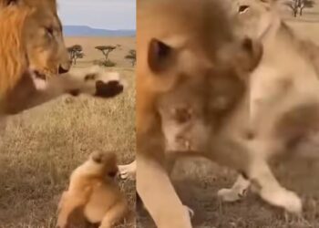 Viral Video: शेरनी के थप्पड़ से हिल गया शेर, अंत में जंगल के राजा की हालत देख खूब हंसेंगे आप