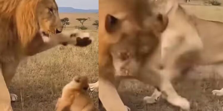 Viral Video: शेरनी के थप्पड़ से हिल गया शेर, अंत में जंगल के राजा की हालत देख खूब हंसेंगे आप