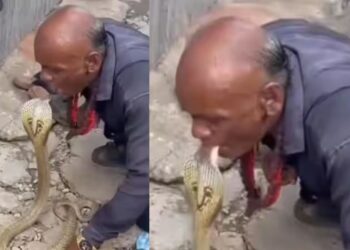 Viral Video: चाचा ने कोबरा के साथ किया लिपलॉक! फिर किया कुछ ऐसा देखकर सहम गए लोग