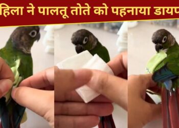 Viral Video: तोते भी पहनते हैं डायपर, यकीन न हो तो खुद देख लें; 1.4 करोड़ बार देखा गया वीडियो