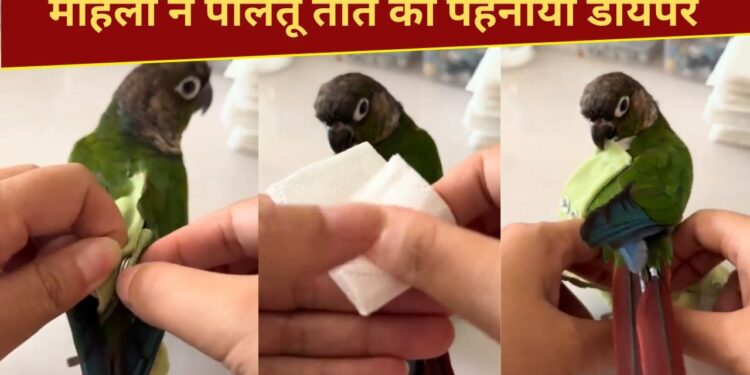 Viral Video: तोते भी पहनते हैं डायपर, यकीन न हो तो खुद देख लें; 1.4 करोड़ बार देखा गया वीडियो