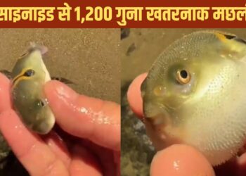 Viral Video: छूते ही गुब्बारे की तरह फूल गई मछली, खतरनाक इतनी कि साइनाइड भी फेल