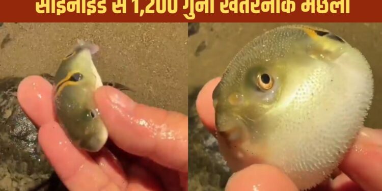 Viral Video: छूते ही गुब्बारे की तरह फूल गई मछली, खतरनाक इतनी कि साइनाइड भी फेल