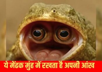 OMG! इस मेंढक को देखकर दंग रह गए वैज्ञानिक, सिर पर नहीं मुंह में रखता है अपनी आंखें