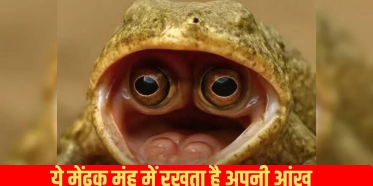 OMG! इस मेंढक को देखकर दंग रह गए वैज्ञानिक, सिर पर नहीं मुंह में रखता है अपनी आंखें