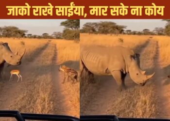 Viral Video: लकड़बग्घा खा ही जाता, गैंडे ने यूं बचाई नन्हे हिरण की जान; देखें वीडियो