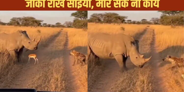 Viral Video: लकड़बग्घा खा ही जाता, गैंडे ने यूं बचाई नन्हे हिरण की जान; देखें वीडियो