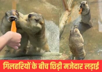 Viral Video: गाजर के एक टुकड़े के लिए आपस में भिड़ीं गिलहरियां, जमकर की फाइट; देखें मजेदार वीडियो