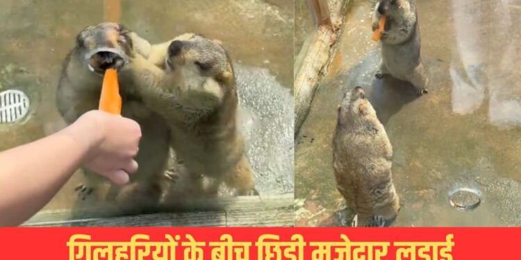 Viral Video: गाजर के एक टुकड़े के लिए आपस में भिड़ीं गिलहरियां, जमकर की फाइट; देखें मजेदार वीडियो