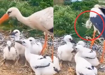 Viral Video: ये कैसी मां? अपने ही बच्चे को फेंक दिया घोंसले से बाहर, दिल कचोट देगा ये वीडियो