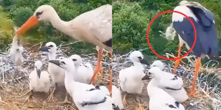 Viral Video: ये कैसी मां? अपने ही बच्चे को फेंक दिया घोंसले से बाहर, दिल कचोट देगा ये वीडियो