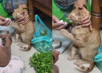 Viral Video: मां तो मां होती है! बिल्ली को बच्चों की तरह खिलाती दिखी महिला, वीडियो ने छू लिया दिल