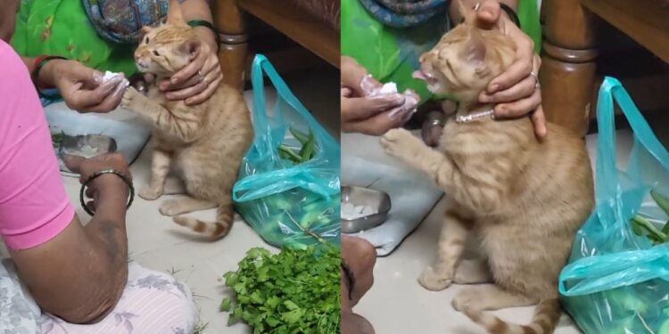 Viral Video: मां तो मां होती है! बिल्ली को बच्चों की तरह खिलाती दिखी महिला, वीडियो ने छू लिया दिल