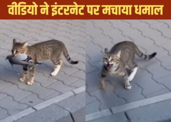 Viral Video: शिकार हाथ से गया तो कार वाले पर यूं भड़क गई बिल्ली, वीडियो देख छूट जाएगी हंसी