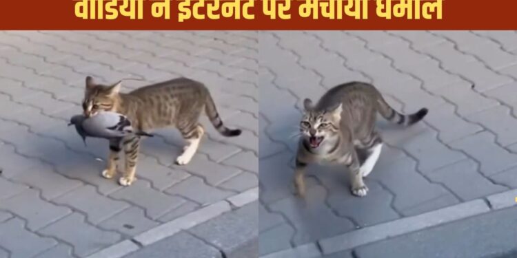Viral Video: शिकार हाथ से गया तो कार वाले पर यूं भड़क गई बिल्ली, वीडियो देख छूट जाएगी हंसी