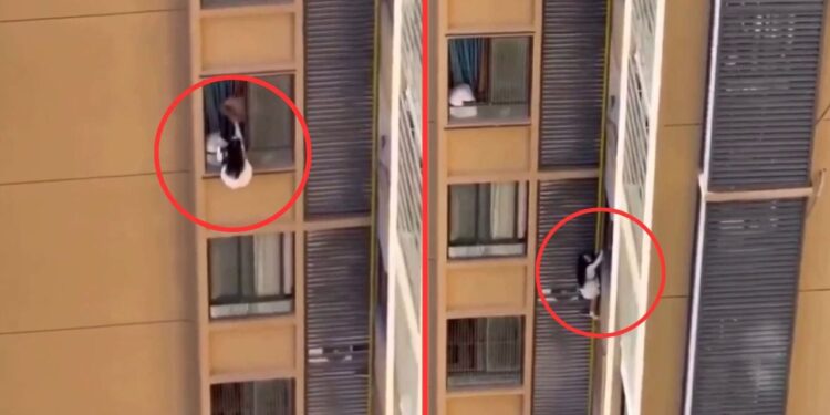 Viral Video: प्रेमी की बीवी को देख 10वीं मंजिल से यूं लटकी प्रेमिका! फिल्मी स्टाइल में आशिक के घर हुआ ड्रामा; देखें वीडियो