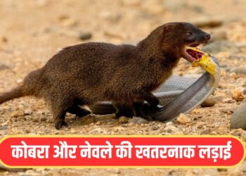 Viral Video: कोबरा और नेवले में छिड़ी गजब की जंग, लड़ाई का अंत देख रह जाएंगे दंग
