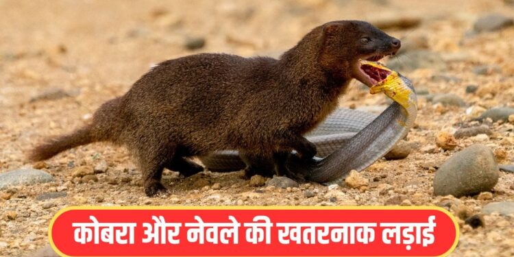 Viral Video: कोबरा और नेवले में छिड़ी गजब की जंग, लड़ाई का अंत देख रह जाएंगे दंग