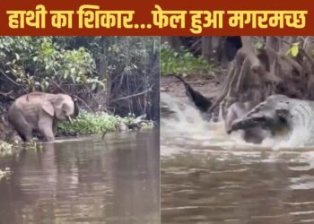 Viral Video: गजराज पर कहर बनकर टूटा ‘पानी का दैत्य’, दिखा ऐसा नजारा, दंग रह गए लोग