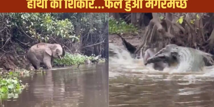 Viral Video: गजराज पर कहर बनकर टूटा ‘पानी का दैत्य’, दिखा ऐसा नजारा, दंग रह गए लोग