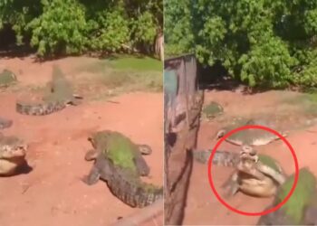 Viral Video: मांस के चक्कर में अपने ही साथी का पैर काटकर खा गया मगरमच्छ, चौंका देगा ये वीडियो