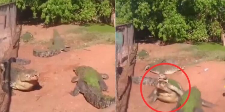 Viral Video: मांस के चक्कर में अपने ही साथी का पैर काटकर खा गया मगरमच्छ, चौंका देगा ये वीडियो