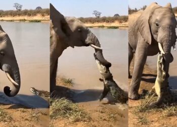 Viral Video: मगरमच्छ ने पकड़ ली हाथी की सूंड, फिर जो हुआ…वीडियो देख चौंक जाएंगे