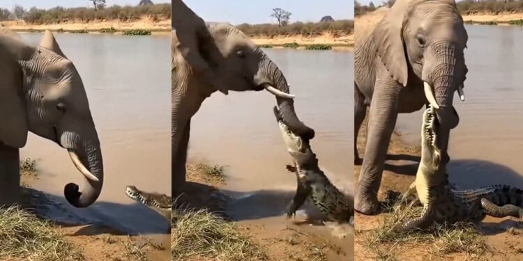 Viral Video: मगरमच्छ ने पकड़ ली हाथी की सूंड, फिर जो हुआ…वीडियो देख चौंक जाएंगे