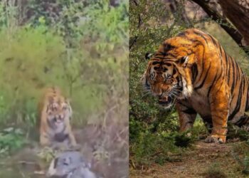 Viral Video: मगरमच्छ ने किया बाघ पर हमला, दिया ऐसा डर का डोज बुरी तरह डर गया टाइगर
