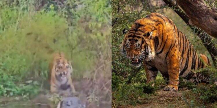 Viral Video: मगरमच्छ ने किया बाघ पर हमला, दिया ऐसा डर का डोज बुरी तरह डर गया टाइगर