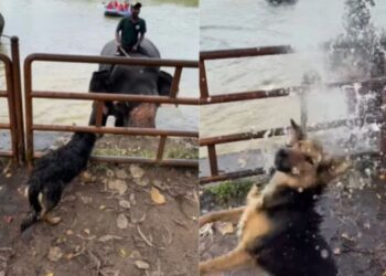 Viral Video: हाथी ने दिखाई दोस्ती और डॉगी को दिया वॉटर स्प्लैश का मजा, छा गया जानवरों का वीडियो