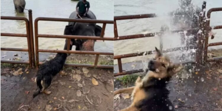 Viral Video: हाथी ने दिखाई दोस्ती और डॉगी को दिया वॉटर स्प्लैश का मजा, छा गया जानवरों का वीडियो