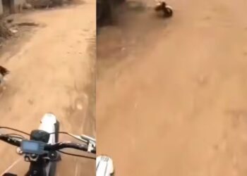Viral Video: बंदे से पंगा लेना कुत्ते को पड़ा भारी, अंत में भागते हुए बचानी पड़ी जान