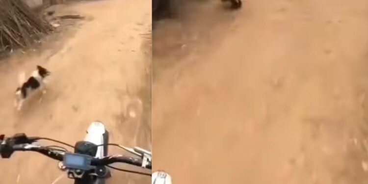 Viral Video: बंदे से पंगा लेना कुत्ते को पड़ा भारी, अंत में भागते हुए बचानी पड़ी जान