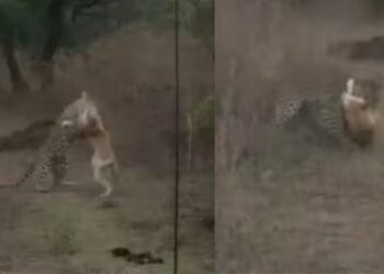 Viral Video: कुत्ते ने निकाली तेंदुए की हेकड़ी, गर्दन दबोचकर जंगली दरिंदे को किया चारों खाने चित्त