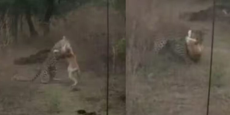 Viral Video: कुत्ते ने निकाली तेंदुए की हेकड़ी, गर्दन दबोचकर जंगली दरिंदे को किया चारों खाने चित्त