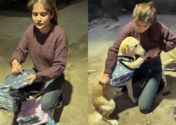 Viral Video: इसे ही कहते हैं इंसानियत! लड़की ने कुत्तों के लिए जो किया, उसे देख खुश हो गए लोग