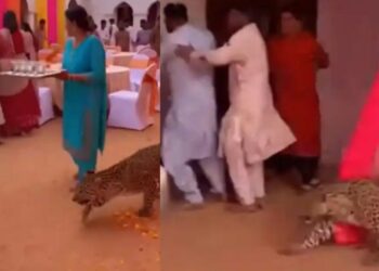 Viral Video: शादी के पंडाल में घुसा जंगल का बेरहम शिकारी, पलभर की खुशी एकदम दहशत में बदल गई!