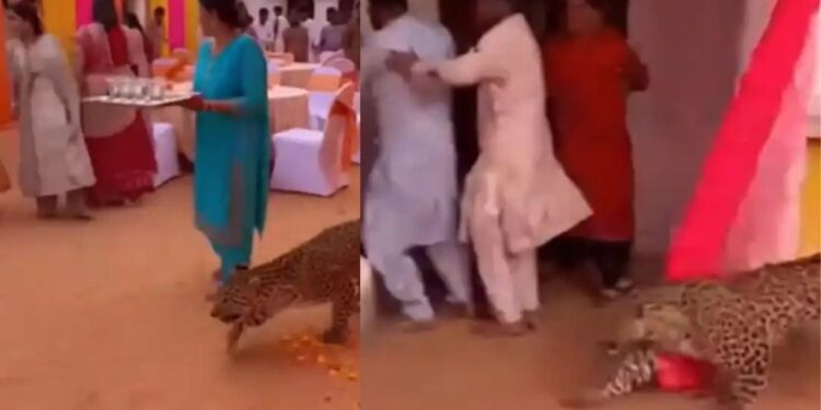 Viral Video: शादी के पंडाल में घुसा जंगल का बेरहम शिकारी, पलभर की खुशी एकदम दहशत में बदल गई!