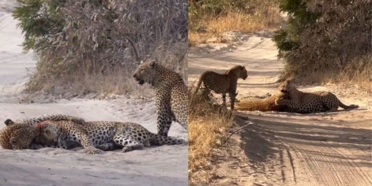 Viral Video: आपस में ही भिड़ गए तेंदुए, देखें जिंदगी और मौत की ये भयानक लड़ाई