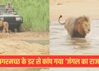 Viral Video: विशालकाय मगरमच्छ को देख कांप गया शेर, फिर यूं संभलकर पार की नदी