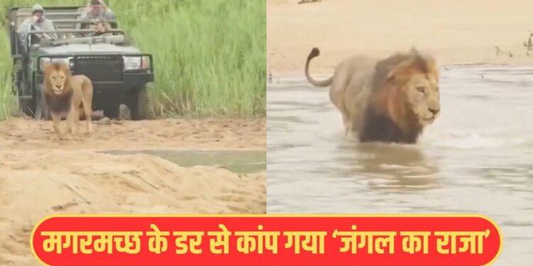 Viral Video: विशालकाय मगरमच्छ को देख कांप गया शेर, फिर यूं संभलकर पार की नदी
