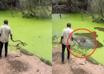 Viral Video: बहादुरी और बेवकूफी एक साथ…बंदे की हरकत देख कांप गए लोग, देखें वीडियो