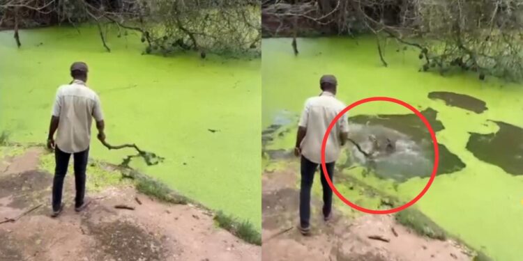 Viral Video: बहादुरी और बेवकूफी एक साथ…बंदे की हरकत देख कांप गए लोग, देखें वीडियो