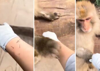 Viral Video: बंदर ने दिखाई गजब की इंसानियत, वीडियो देखिए, खुश हो जाएगा दिल