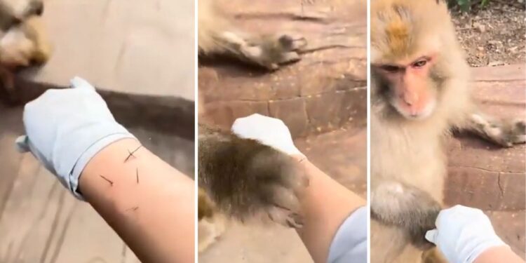 Viral Video: बंदर ने दिखाई गजब की इंसानियत, वीडियो देखिए, खुश हो जाएगा दिल